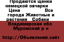 Продаются щенки немецкой овчарки!!! › Цена ­ 6000-8000 - Все города Животные и растения » Собаки   . Владимирская обл.,Муромский р-н